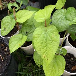 Betel Leaves/paan Pata Plant