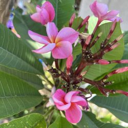 Rare Plumeria Plant Flower