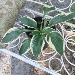 Hosta Plants