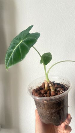Alocasia frydek plant