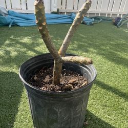 Plumeria In  a 10inch Pot 