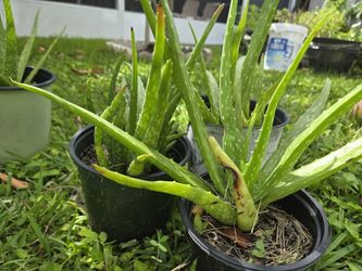 Aloe Vera Plant 3 Plants 