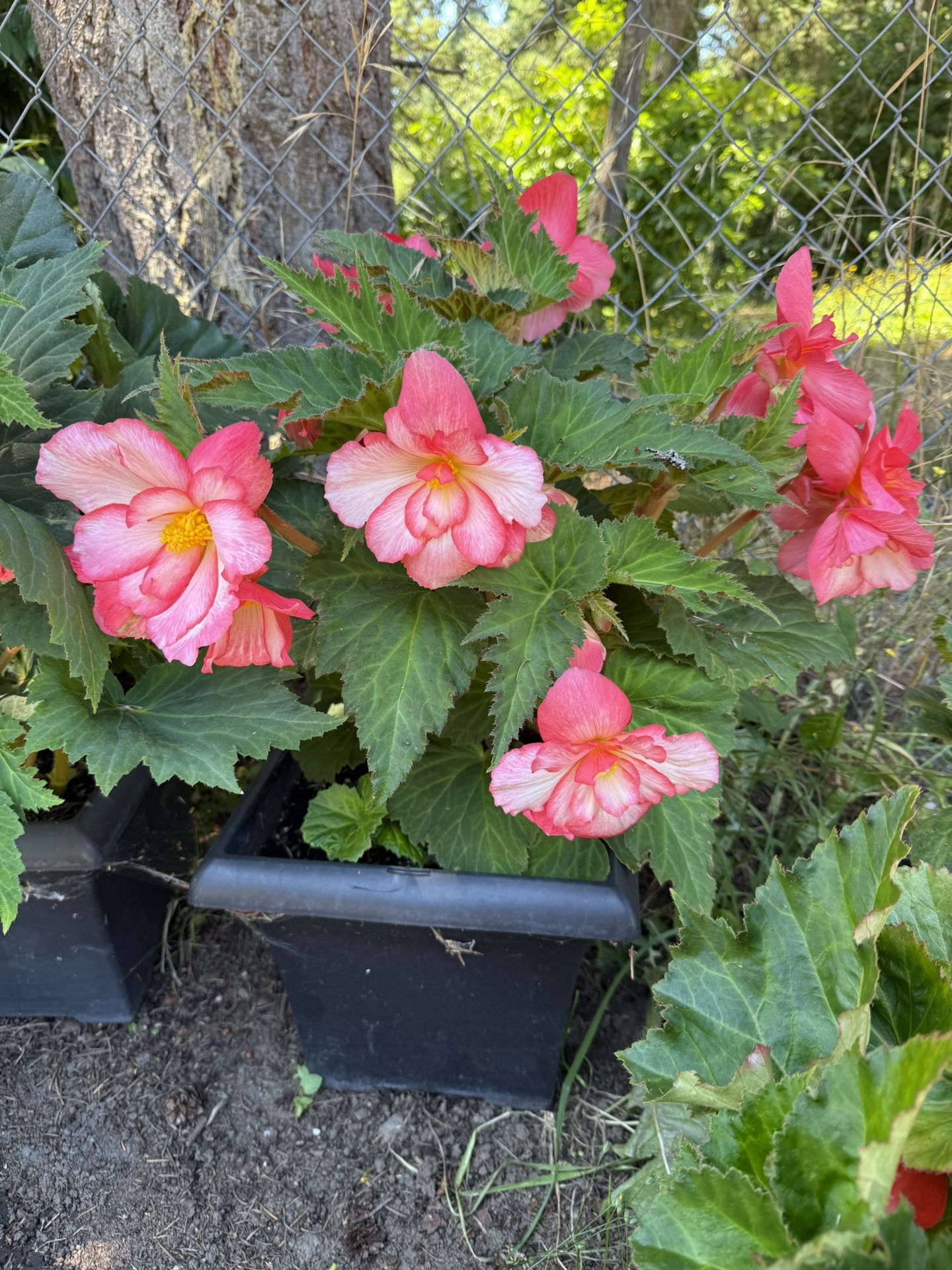 Giant Begonia Plant Blooming Pink In Large Pot