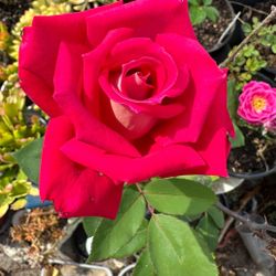 Paradise Rose in one gal pot