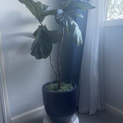 Fiddle Leaf plant in 12 Inch ceramic decor pot