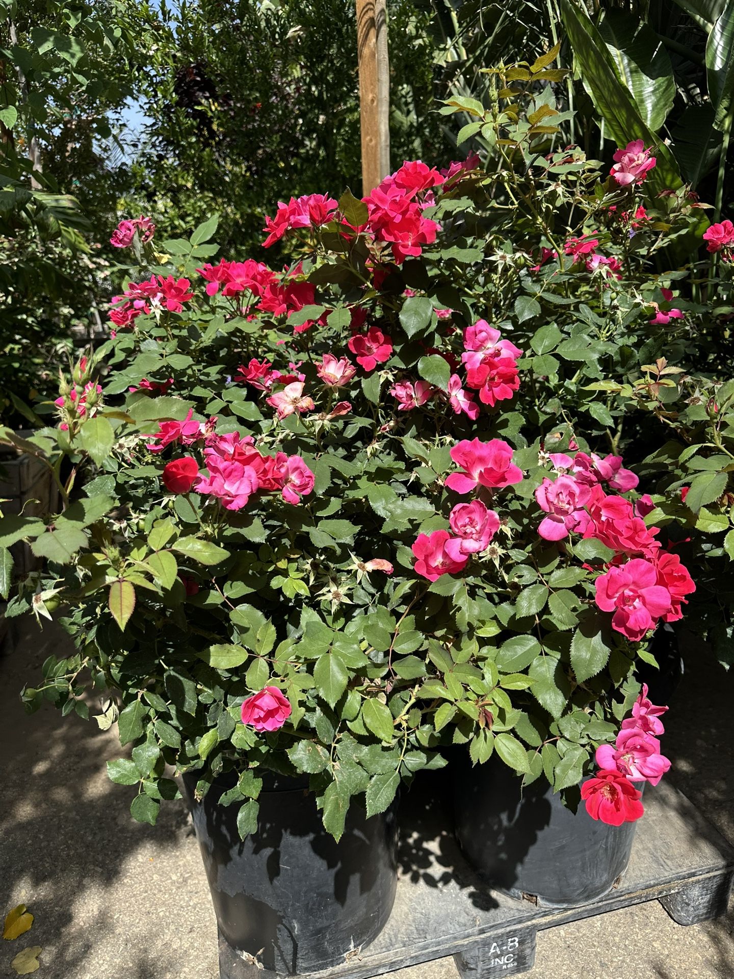 Knockout Rose Bush 15gal