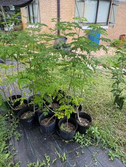 Moringa Trees Over 3Ft