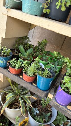 Plantas