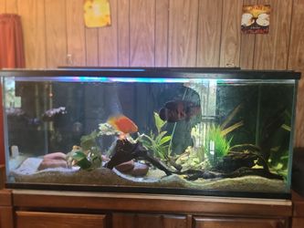 Fish tank