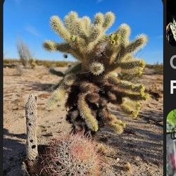 °•°Arizona Yard Decor &  Crafts•°•°