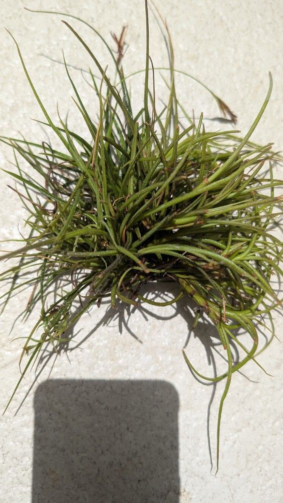 Large Clump Of Air Plants Healthy
