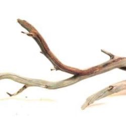Manzanita 