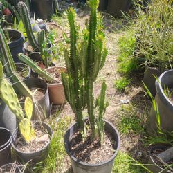 Euphorbia Good Luck Plant