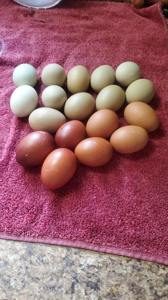 Fresh Organic Eggs