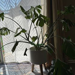 Monstera Plant and pod