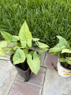 Syngonium Potted Plant Arrowroot