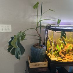 Monstera deliciosa 