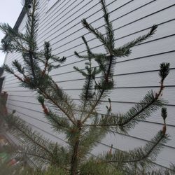 Free 7 Foot Pine Tree