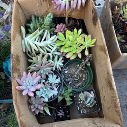 Succulent Assortment 