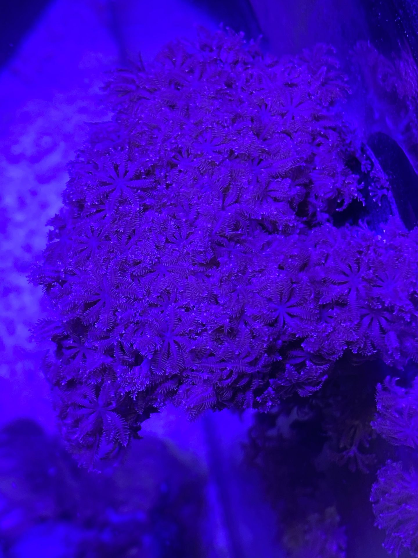 Zenia Pulsating Coral