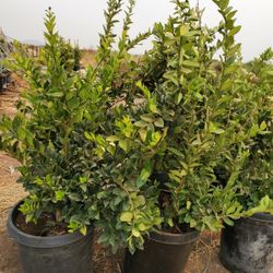 ligustrum japonicum hedge Or Private