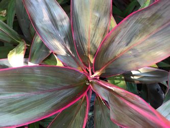 Red Sisters (Ti) Plant