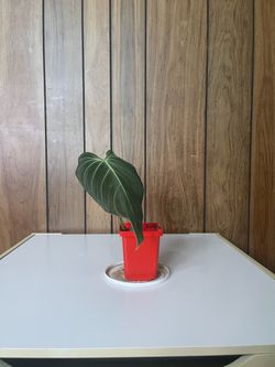 Philodendron Gloriousm 2