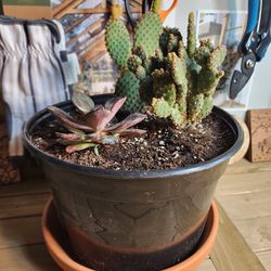 Succulent/Cacti Plants