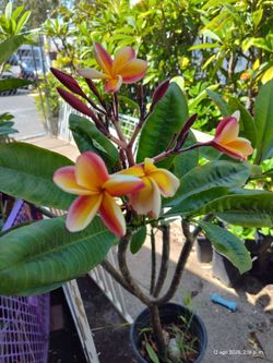 Plumeria plant sunset
