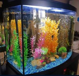 Deluxe 💎 Bowfront 42 gal. Aquarium. Pecera completa de lujo con frente convexo.
