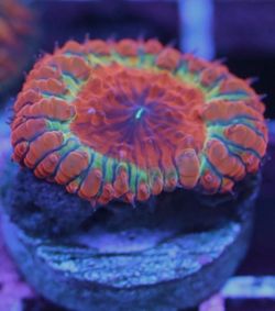 Rainbow Blastos Frag Coral 