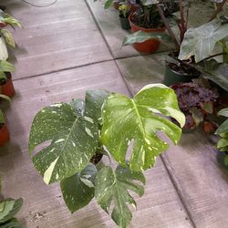 6” Monstera Thai Constellation