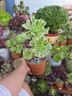 Aeonium