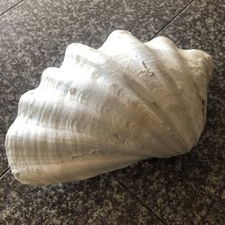 Giant Clam Pick Up In Escondido Anytime