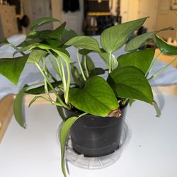 Golden Pothos Plants for Sale