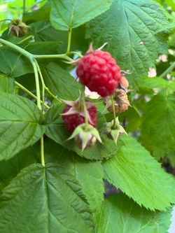 Raspberry Plants - Ever Bearing Raspberries