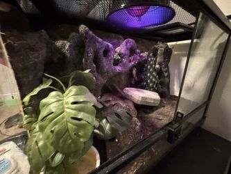 with custom backdrop 10 gallon front opening enclosure with custom backdrop built in