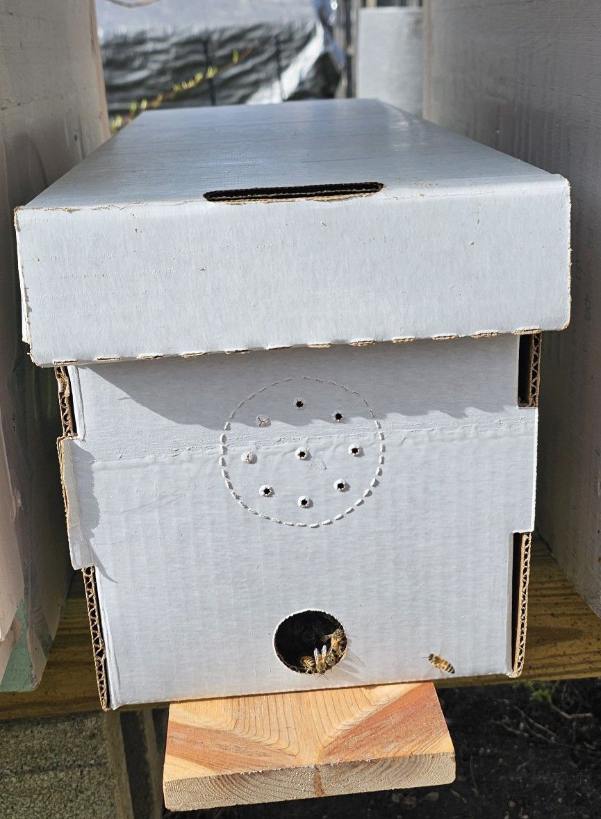 Bee Nucs $185