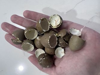 Button Quails Fertile Eggs
