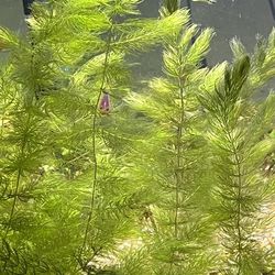 Hornswart Fresh Water Aquatic Plant