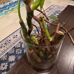 The Swiss cheese plant (Monstera deliciosa