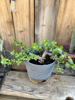 Elephant Bush plant