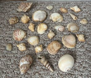 Seashell collection