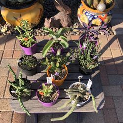 A Variety Of Succulent Plants 3 For $10.00