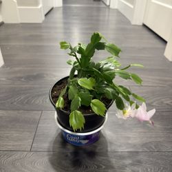 Thanksgiving Cactus Blooming In Pot Indoor Plant Beautiful 