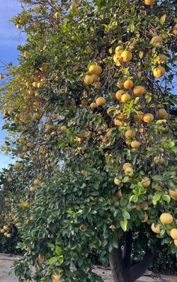 Organic grapefruit Yellow & Pink