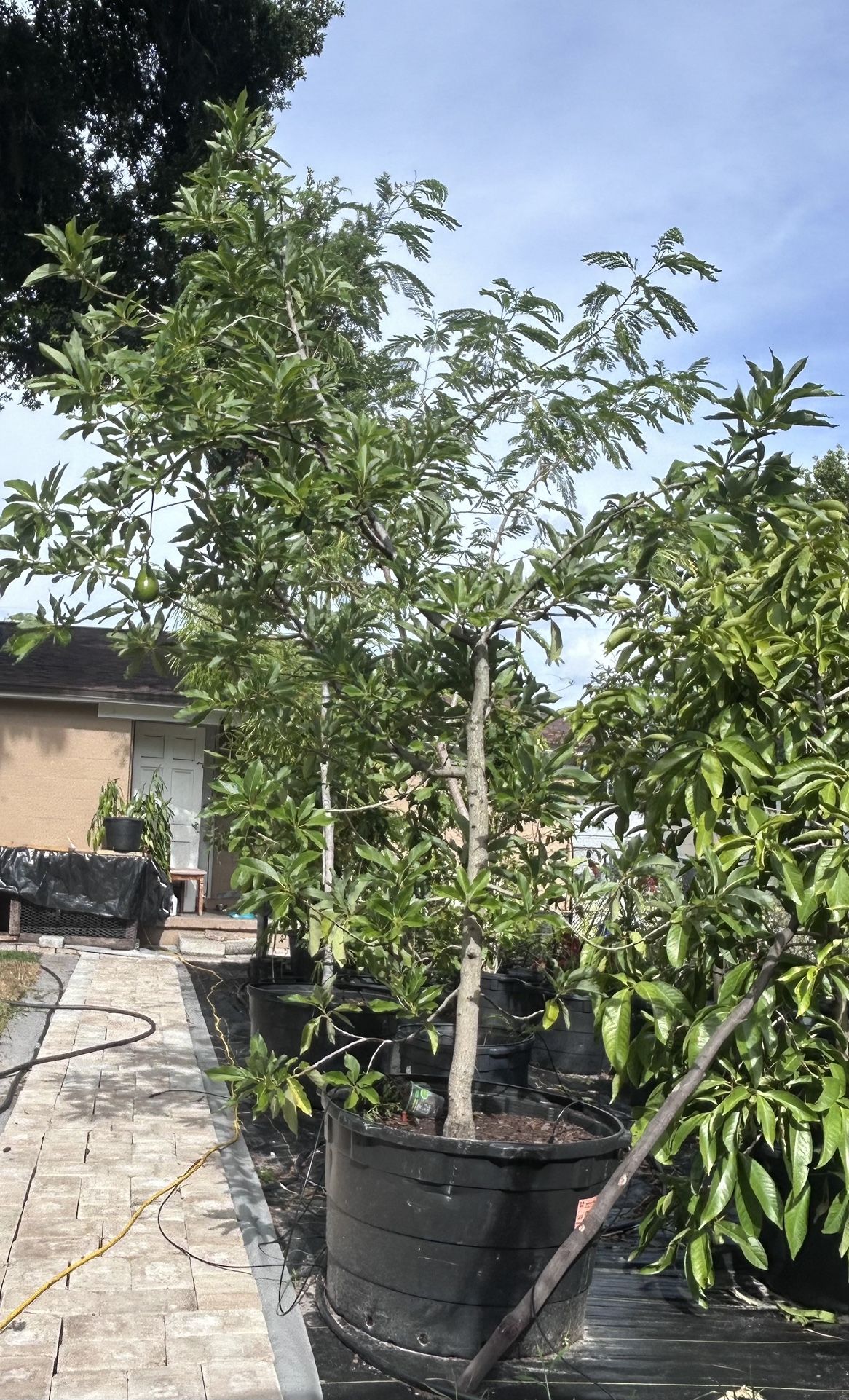 Winter Mexican Avocado Tree