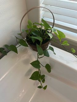 Pothos Trailing Vine Plant in Basket