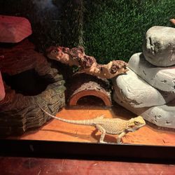 Bearded Dragon Cage 