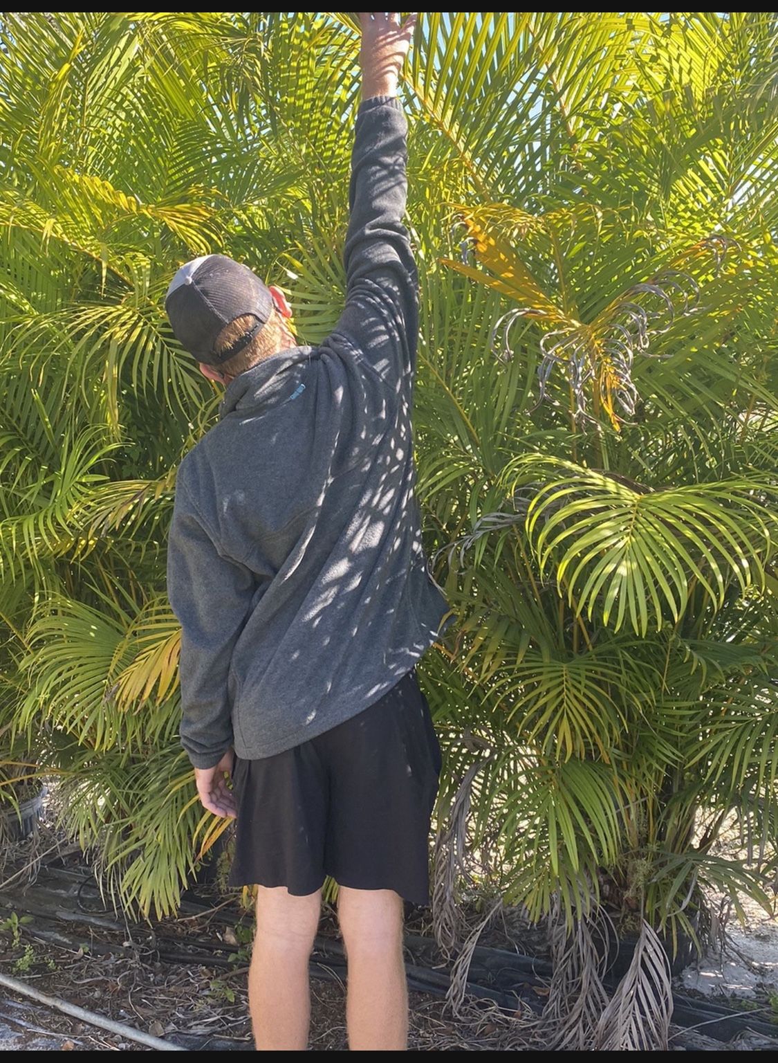 Areca Palm ( Free Delivery)